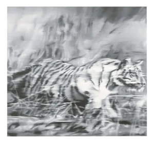 Gerhard Richter, Tiger, Print