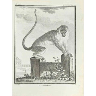 Jean Charles Baquoy, Le Callitriche, Etching, 1771 For Sale