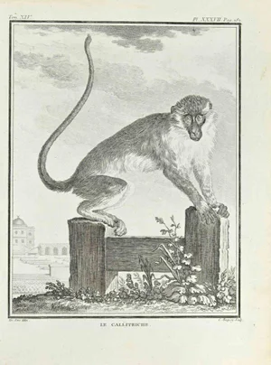 Jean Charles Baquoy, Le Callitriche, Etching, 1771