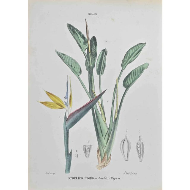 Vincenzo Tenore, Strelitzia Reginae, Lithograph, 1870s For Sale