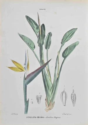 Vincenzo Tenore, Strelitzia Reginae, Lithograph, 1870s