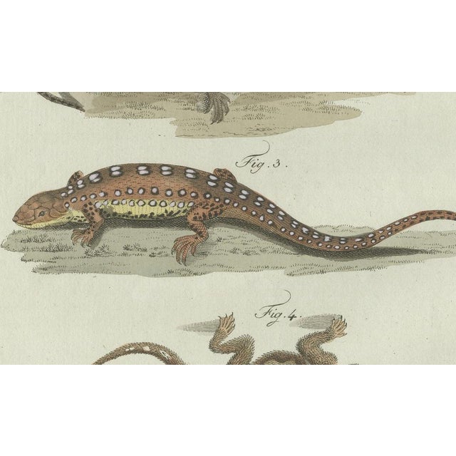 Early 19th Century Bertuch, Four Exotic Lizards, 1802, Engraving For Sale - Image 5 of 9