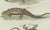 Early 19th Century Bertuch, Four Exotic Lizards, 1802, Engraving For Sale - Image 5 of 9