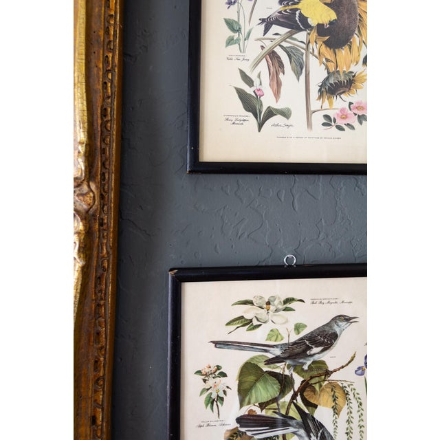 Pair of Framed Bird and Botanical Prints by Arthur Singer Mockingbird and Goldfinch For Sale - Image 14 of 16