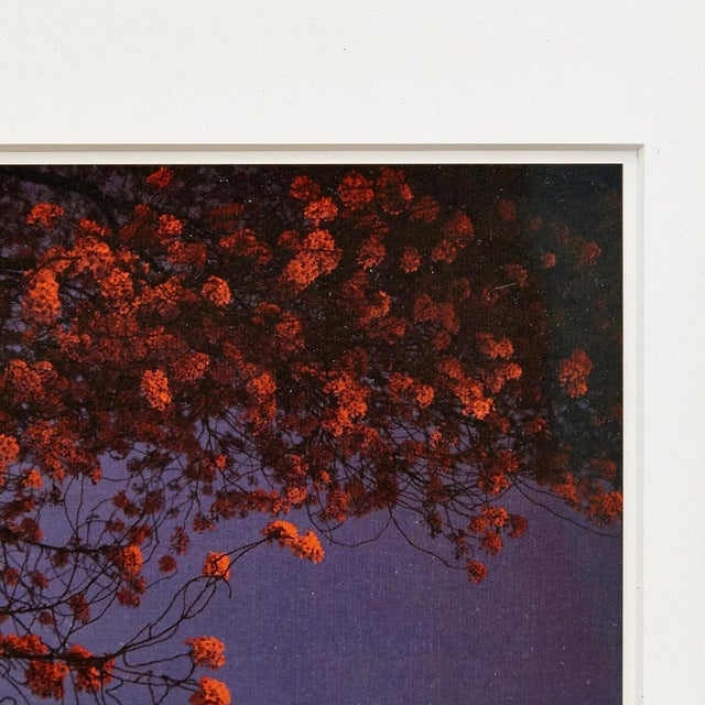Albarran & Cabrera, Mouth of Krishna #455, 2013, Framed Photography For Sale - Image 6 of 9