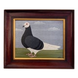 Matt Rix, Naïve Style Racing Pigeon, Oil Painting, Framed For Sale