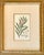 Illustration Botanicals: Trillion, Oleander, Snapdragon, Original by by William Curtis, 1803 (Set/4) For Sale - Image 3 of 6