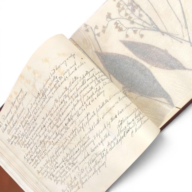 c.1900 Herbarium Album With 26 Specimens, Hand-Drawn Studies & Calligraphic Manuscript For Sale - Image 4 of 12
