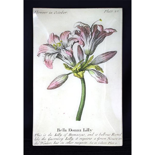 John Derian Signed Bella Donna and Guernfey Lillies Glass Plates- a Pair For Sale - Image 4 of 8