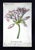 John Derian Signed Bella Donna and Guernfey Lillies Glass Plates- a Pair For Sale - Image 4 of 8