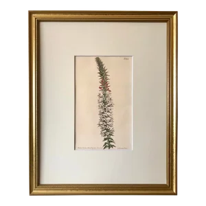 Antique Original Hand Colored Curtis Floral Botanical Etching 1805