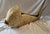 Vintage Golden Fish Basket. Materials consist of woven reed material, over a hard wire frame. This whimsical piece has a...