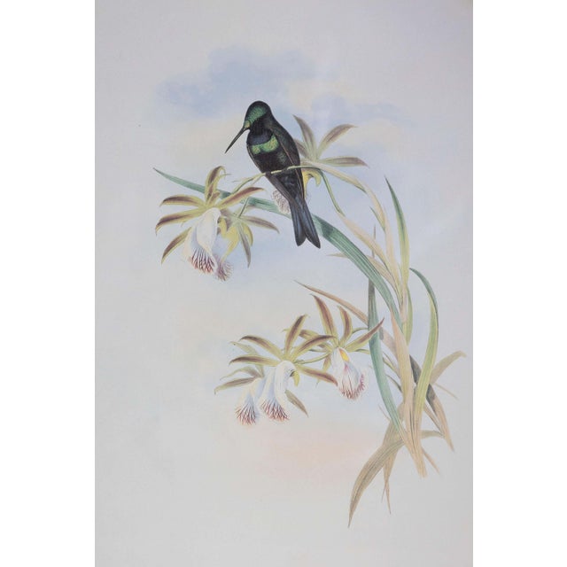 Victorian 19th Century John Gould Bird Print - One of 24 For Sale - Image 3 of 5
