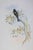 Victorian 19th Century John Gould Bird Print - One of 24 For Sale - Image 3 of 5