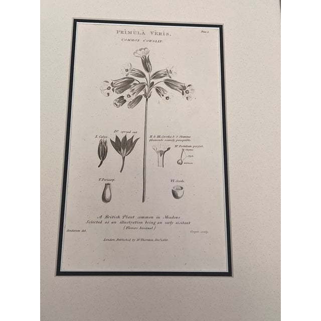 Early 19th Century Antique English Botanical Prints Framed-Set of 2 - Authentic 1812 Robert Thorton Prints For Sale - Image 5 of 7