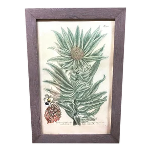 Antique Botanical Johan Weinmann "Scolymocephalus Africanus" Original Woodcut on Paper, Framed