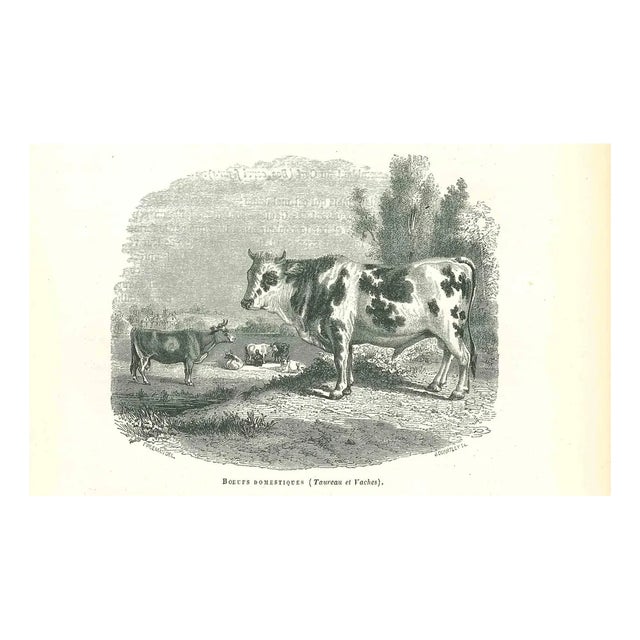 Paul Gervais, The Ox, 1854, Lithograph For Sale