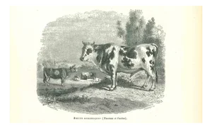 Paul Gervais, The Ox, 1854, Lithograph