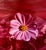 Pink Cosmo, Photo, The Tappen House, Little Compton, RI (Rhode Island). Hand signed and numbered. small edition of 15,...
