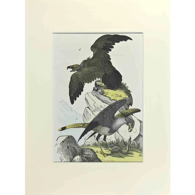 Johann Friedrich Naumann, Eagles, Etching, 1840 For Sale