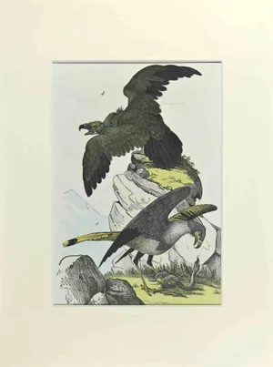 Johann Friedrich Naumann, Eagles, Etching, 1840