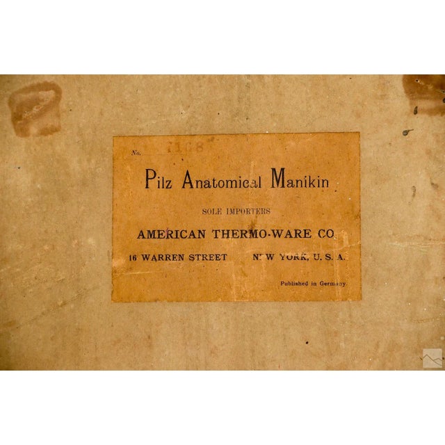 Pair of Rare Life-Sized Pilz Anatomical Flap Manikins, Germany, c. 1890 For Sale - Image 17 of 18