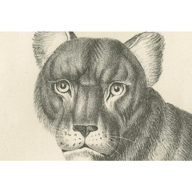 C.C. G. Zool., Barbary Lioness in a Powerful Standing Pose, 1836, Lithograph For Sale - Image 3 of 11