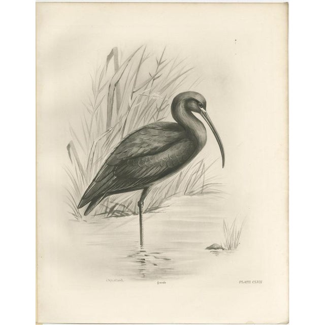 After Lilian Medland, Glossy Ibis, 1909, Print For Sale - Image 3 of 9
