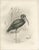 After Lilian Medland, Glossy Ibis, 1909, Print For Sale - Image 3 of 9