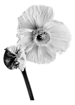Ugne Pouwell, Poppy No.10, Analogue Black and White Floral Photography, Limited Edition of 20