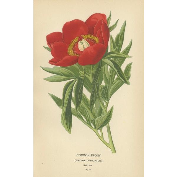 "Victorian Botanical Majesty: Peonies and Monkshood" Immerse yourself in the grandeur of Victorian horticulture with our...