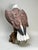 Mid 20th Century Rare Kaiser Porcelain American Bald Eagle Sculpture Limited Edition No. 12/200, W. Germany For Sale - Image 12 of 15
