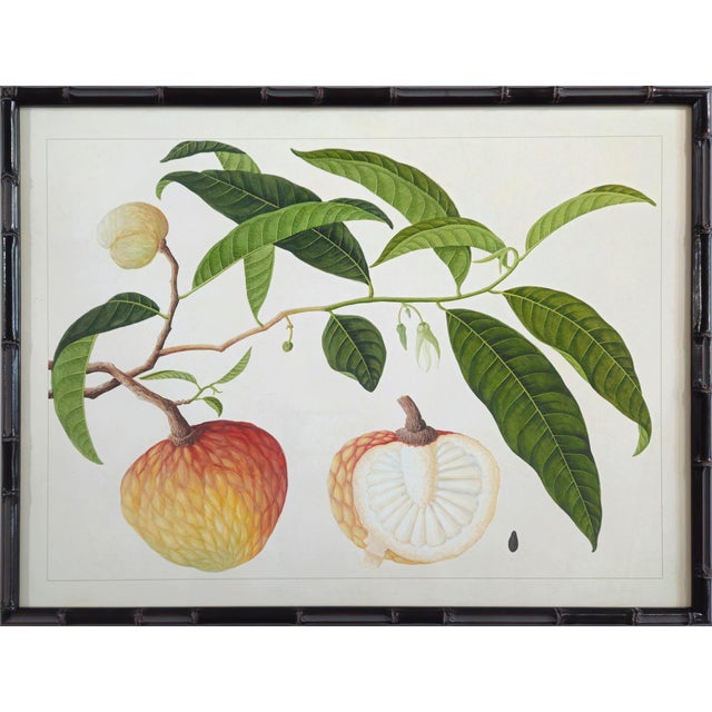 2020s Golden Tropic Botanicals – Set of 8 Giclée Prints in Bamboo Moulding For Sale - Image 5 of 18