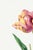Illustration Tulip by Pierre-Joseph Redouté, Vintage Botanical Art Print, 32" X 48" For Sale - Image 3 of 11