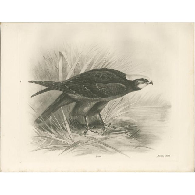 Stonham, Marsh and Hen Harrier Bird, 1908, Monochrome Ornithological Plates, Set of 2 For Sale - Image 4 of 9