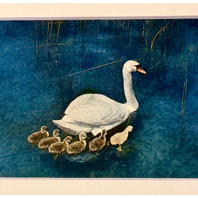 Coastal Framed Vintage Swan Postcard, 1960s Bavarian Südbild Print For Sale - Image 3 of 8
