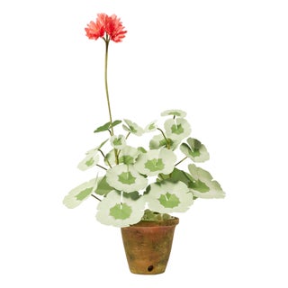 The Green Vase Mini Geranium Plant in Salmon For Sale