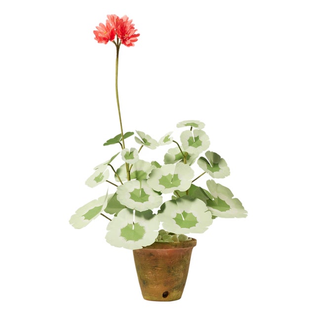 The Green Vase Mini Geranium Plant in Salmon For Sale