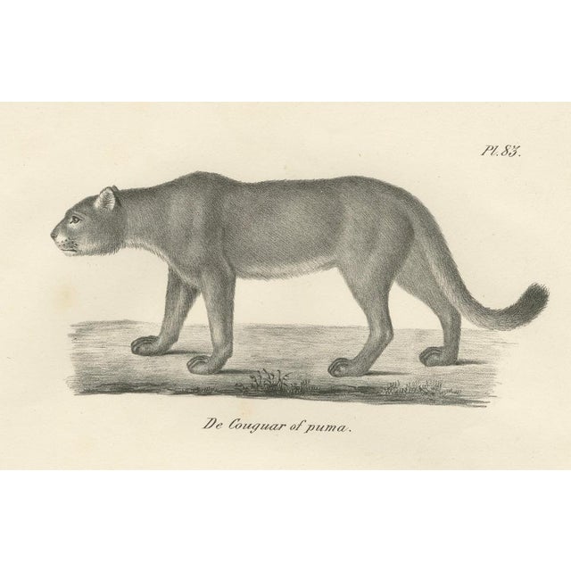 Beige C.C. G. Zool., The Puma and Cheetah in Graceful Stances, 1836, Lithograph For Sale - Image 8 of 10