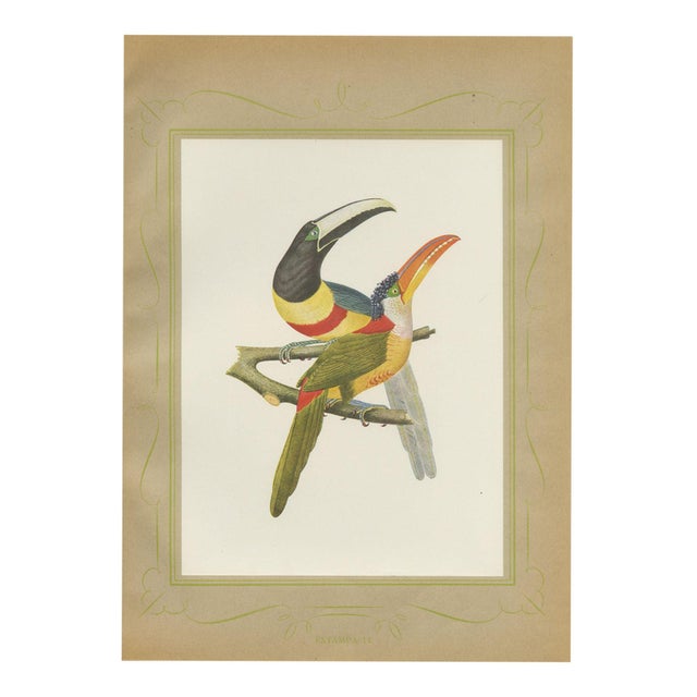 After Descourtilz, Curl-Crested, Chestnut-Eared Aracaris, 1944, Paper For Sale