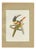 After Descourtilz, Curl-Crested, Chestnut-Eared Aracaris, 1944, Paper For Sale