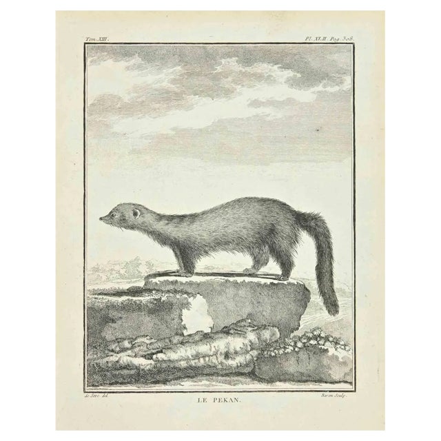 Louis Legrand, Le Pekan, Etching, 1771 For Sale