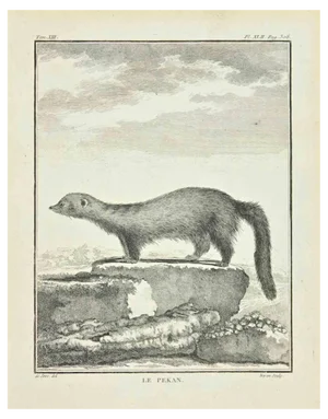 Louis Legrand, Le Pekan, Etching, 1771