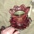 19th Century French Art Nouveau Red Art Glass/ Crystal Gilt Bronze Candle Wall Sconces Attrib. Baccarat True Left and Right Form For Sale - Image 9 of 18