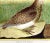 A Falkland Island Quail: An 18th Century Hand-Colored Engraving by Martinet, 1770 For Sale In San Francisco - Image 6 of 6