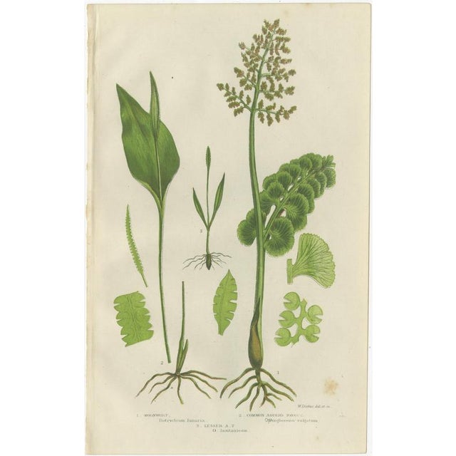 Interrupted Club Moss, Marsh Club Moss and Alpine Club Moss Botanicals Prints, 1873, Set of 3 For Sale - Image 4 of 9