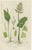 Interrupted Club Moss, Marsh Club Moss and Alpine Club Moss Botanicals Prints, 1873, Set of 3 For Sale - Image 4 of 9