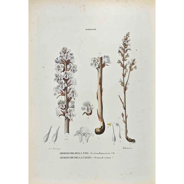 Vincenzo Tenore, The Orobancacee, Lithograph, 1870s For Sale