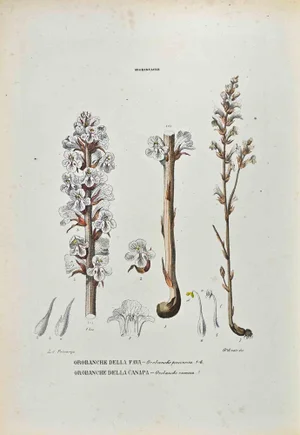 Vincenzo Tenore, The Orobancacee, Lithograph, 1870s