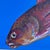 Original Contemporary Fish Oil Painting on Canvas, Signed, Framed For Sale - Image 4 of 9